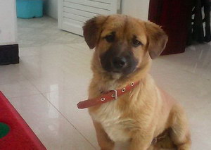 奇努克犬怎么洗澡 奇努克犬洗澡注意事項(xiàng)