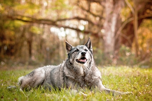 怎樣喂養(yǎng)挪威獵鹿犬 科學喂養(yǎng)挪威獵鹿犬