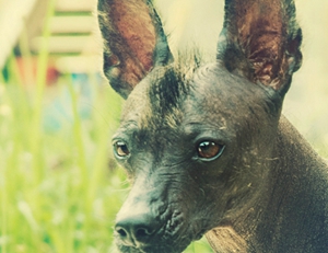 墨西哥無毛犬好養(yǎng)嗎 墨西哥無毛犬打理喂養(yǎng)