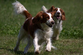 威爾士跳獵犬每天喂幾次 威爾士跳獵犬喂食次數(shù)