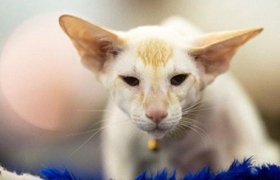 東方貓得了肺炎怎么治療 肺炎治療方法