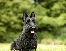 蘇格蘭梗怎么養(yǎng) 蘇格蘭梗喂養(yǎng)方法