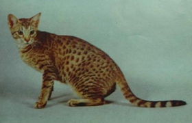 奧西貓感冒怎么治療 奧西貓感冒治療方法