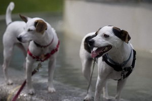 帕爾森羅塞爾梗怎么修剪指甲 帕爾森羅塞爾梗剪指甲方法