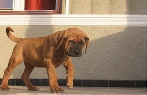 日本土佐犬怎么修剪指甲 日本土佐犬剪指甲方法