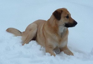 奇努克犬怎么養(yǎng) 奇努克犬飼養(yǎng)心得