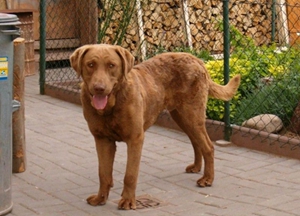 如何喂養(yǎng)乞沙比克獵犬 乞沙比克獵犬喂養(yǎng)經(jīng)驗(yàn)