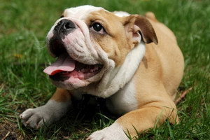 沙皮狗如何剪指甲 中國沙皮犬修剪指甲步驟