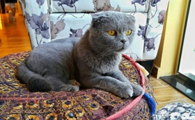 沙特爾貓感染泡翼線蟲病有什么特征