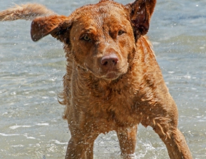 乞沙比克獵犬口腔怎么護(hù)理 乞沙比克獵犬口腔護(hù)理方法