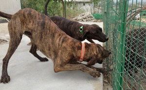 普羅特獵犬牙齒怎么清潔 普羅特獵犬牙齒護(hù)理方法