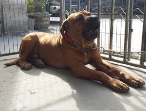 日本土佐犬耳朵怎么清潔 日本土佐犬耳朵清理技巧