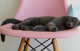 卡爾特貓毛囊炎怎么治療 在家毛囊炎治療方法