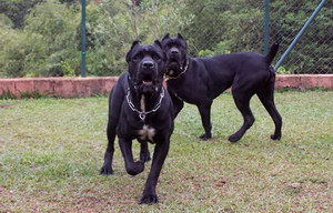 巴西非勒犬怎么養(yǎng) 巴西非勒犬飼養(yǎng)心得分享