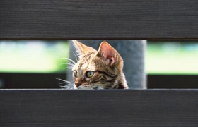 奧西貓腎衰怎么辦 奧西貓腎衰治療辦法