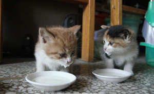 幼貓什么時候斷奶 幼貓斷奶最佳時期