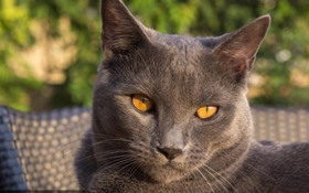 沙特爾貓排尿異常怎么辦 尿路感染原因