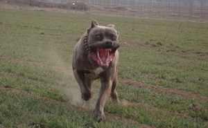 巴西非勒耳朵怎么清潔 巴西非勒犬耳朵清潔護理方法