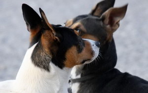 捕鼠梗犬怎么養(yǎng) 捕鼠梗犬飼養(yǎng)技巧