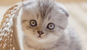 折耳貓?jiān)趺捶敝?折耳貓繁殖注意事項(xiàng)