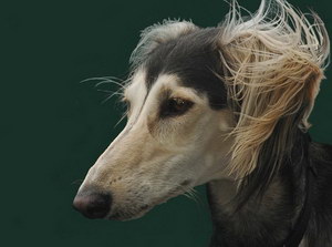 薩路基獵犬怎么養(yǎng) 薩路基獵犬飼養(yǎng)心得