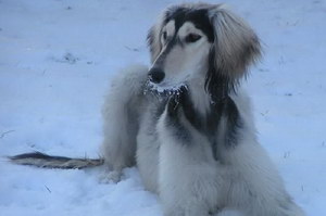 薩路基獵犬怎么修剪指甲 薩路基獵犬剪指甲方法