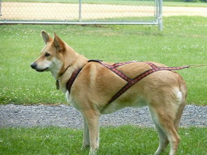 奇努克犬耳朵怎么清潔 奇努克犬耳朵清潔護(hù)理方法