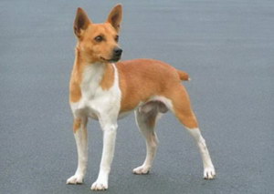 捕鼠梗犬怎么修剪指甲 捕鼠梗犬剪指甲方法