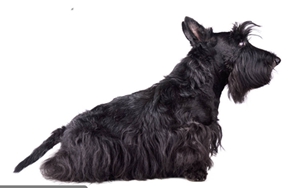 蘇格蘭梗怎么修毛 蘇格蘭梗修毛教程