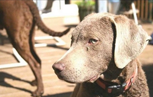 乞沙比克獵犬怎么護毛 毛發(fā)護理方法