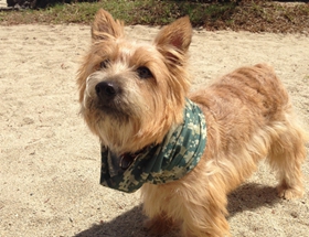 羅威士梗喂什么 羅威士梗喂養(yǎng)要點