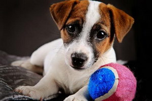 帕爾森羅塞爾梗吃什么狗糧好 帕爾森羅塞爾梗狗糧選擇推薦