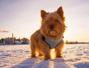 羅威士梗怎么養(yǎng) 羅威士梗飼養(yǎng)知識