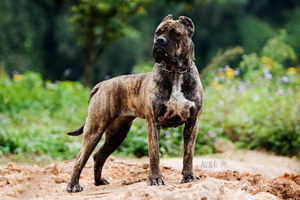 巴西非勒夏季飲食要注意什么 巴西非勒夏天飲食注意事項