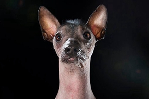 墨西哥無毛犬怎么養(yǎng) 墨西哥無毛犬飼養(yǎng)要點