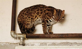 奧西貓尿頻怎么辦 奧西貓尿頻解決辦法