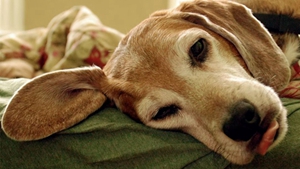 美國獵狐犬怎么養(yǎng) 美國獵狐犬多久喂一次