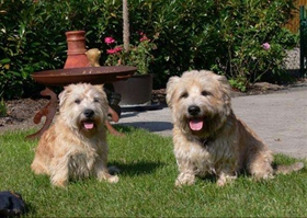 愛爾蘭峽谷梗怎么養(yǎng) 愛爾蘭峽谷梗飼養(yǎng)注意事項