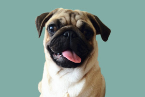 八哥發(fā)情怎么辦