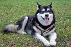 阿拉斯加發(fā)情怎么配種