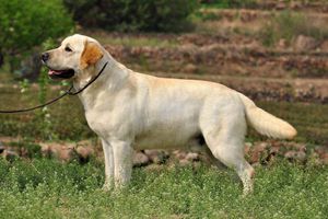 拉布拉多犬發(fā)情期多長