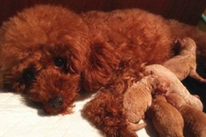 泰迪狗生狗狗怎么處理