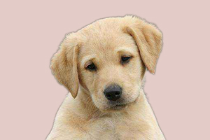 拉布拉多犬發(fā)情吃什么