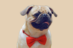 巴哥發(fā)情多長時間配種