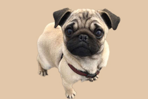 八哥犬發(fā)情期多久