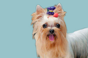 約克夏什么時候發(fā)情