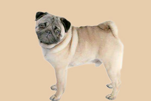 八哥發(fā)情期是什么時候