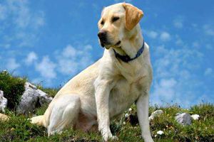 拉布拉多犬發(fā)情期持續(xù)多久