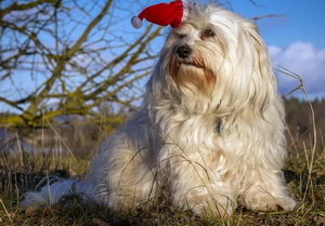 哈瓦那犬吃什么狗糧好 哈瓦那犬狗糧選擇推薦
