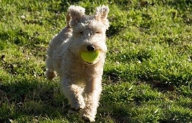 湖畔梗怎么養(yǎng)護 湖畔梗養(yǎng)護知識